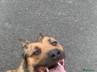 Mixed Breed dogs Say hello to beautiful Storm - Advert 4