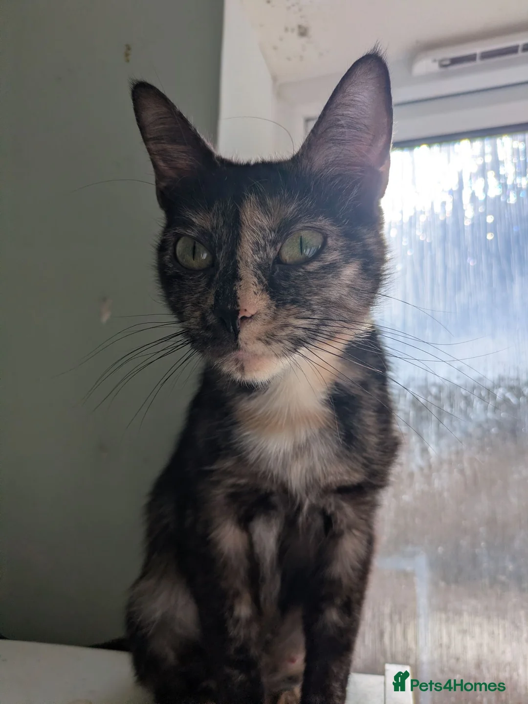 Mixed Breed cats for sale: Bonded pair;lovely;friendly female 1/2 Siberian - Advert 2