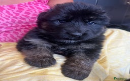 German Shepherd dogs for sale: Stunning Pedigree German Shepherd Puppies - Image 2