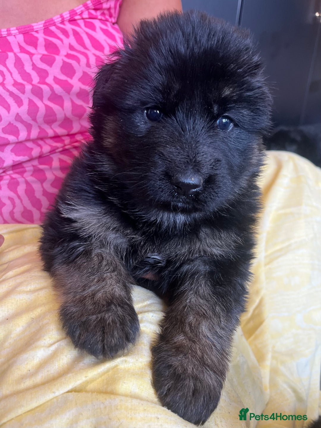 German Shepherd dogs for sale: Stunning Pedigree German Shepherd Puppies - Image 2