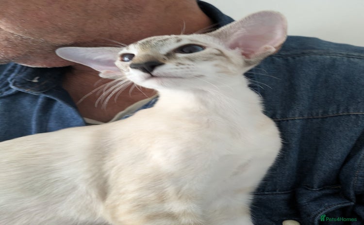 Siamese cats - Advert 3