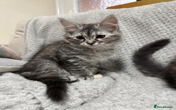 Maine Coon cats for sale: 3/4 Maine Coon Girl - Image 1