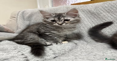 Maine Coon cats - Advert 5