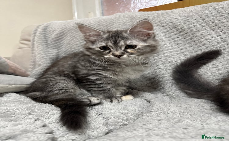 Maine Coon cats - Advert 14