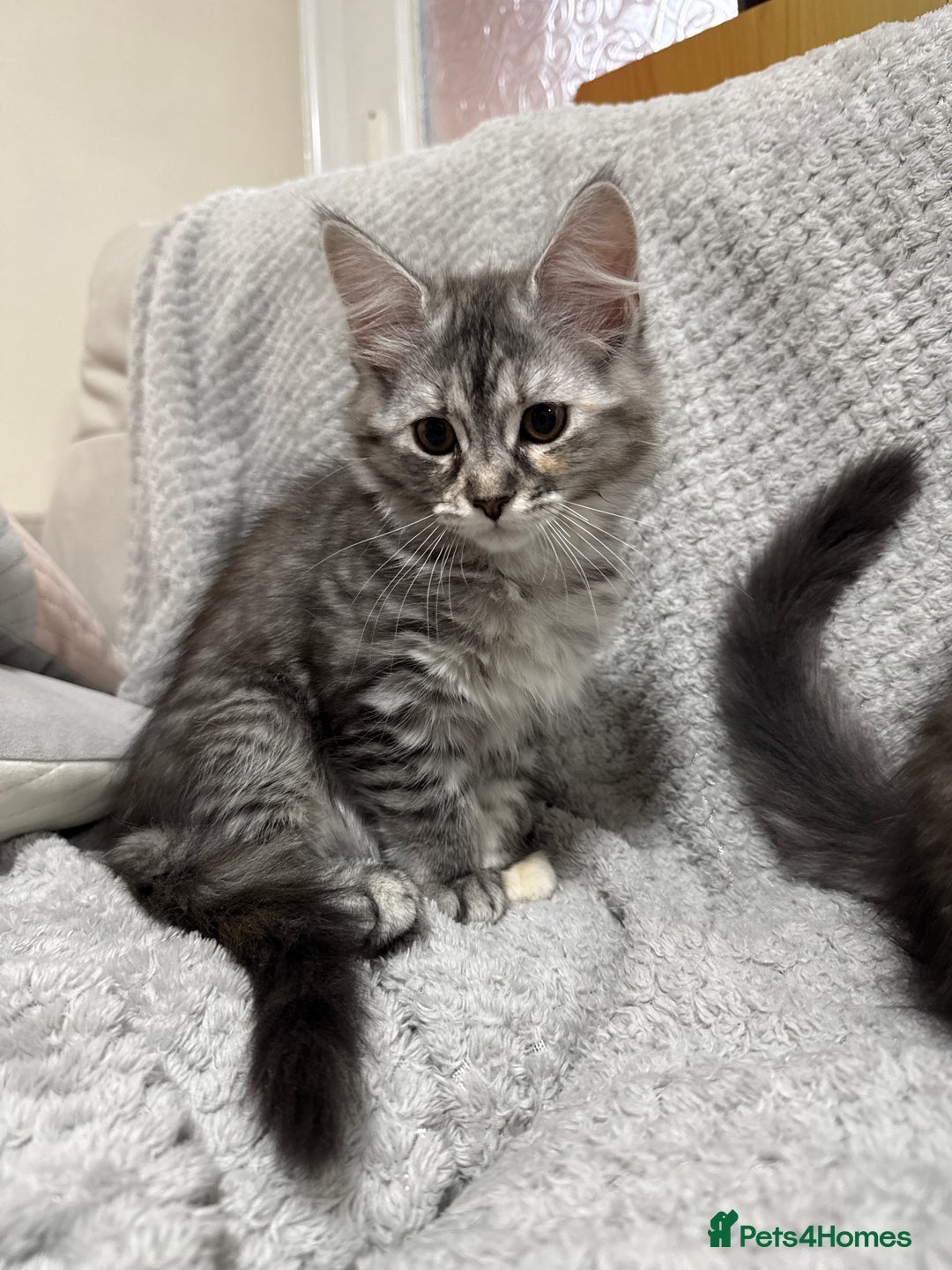 Maine Coon cats for sale: 3/4 Maine Coon Girl - Image 1