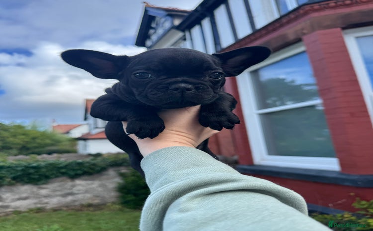 French Bulldog dogs - Advert 8