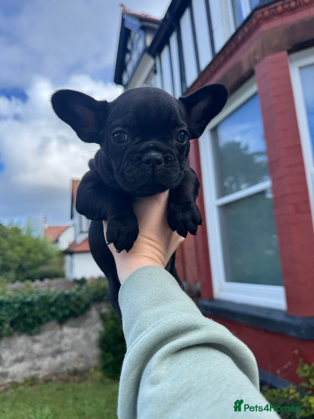 French Bulldog dogs for sale: French Bulldog Puppies - Image 1