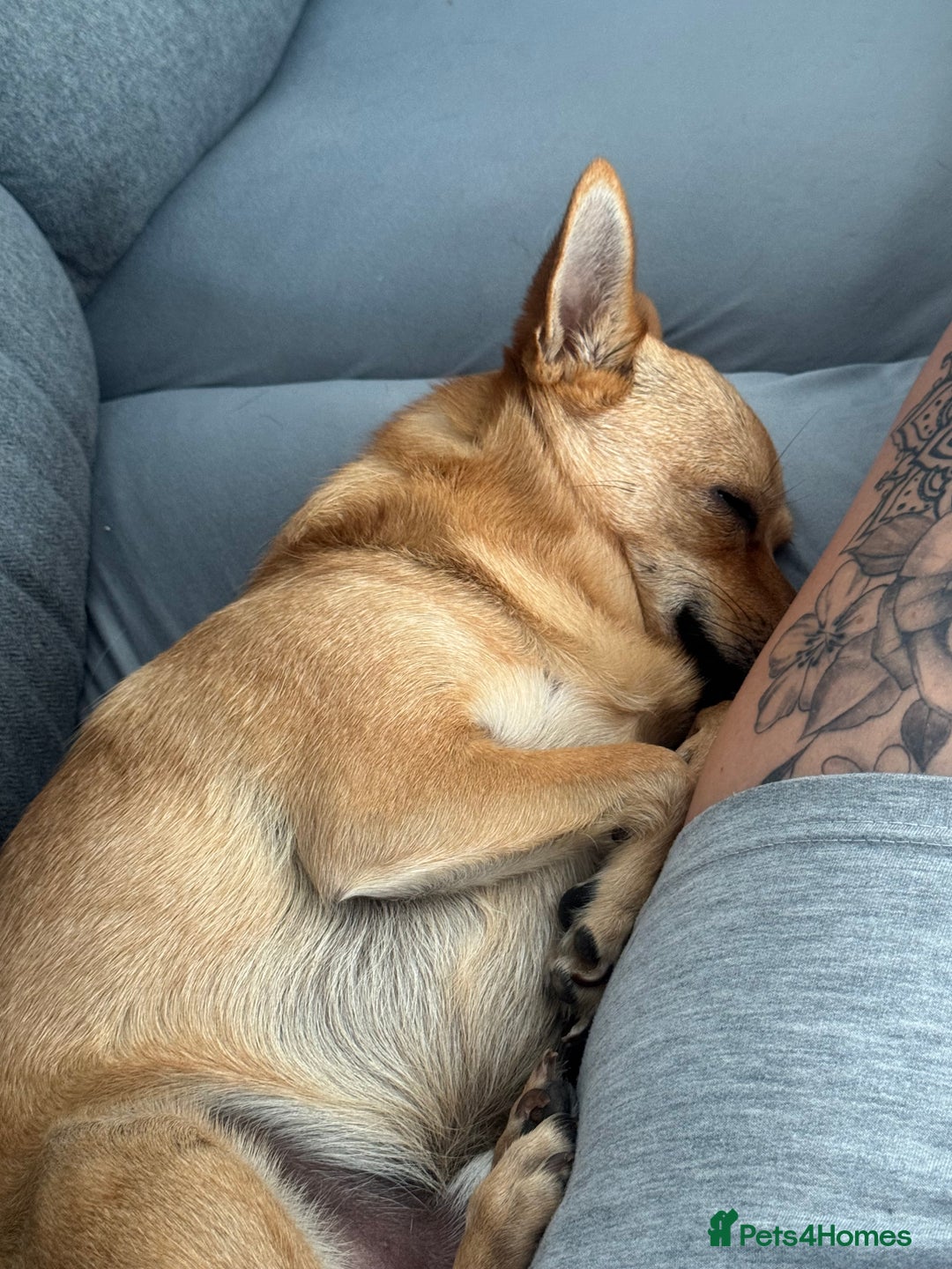 Mixed Breed dogs for sale: Both for rehoming - Advert 7