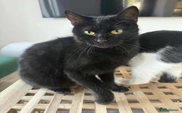 Mixed Breed cats for adoption: Vanessa for adoption - Image 1