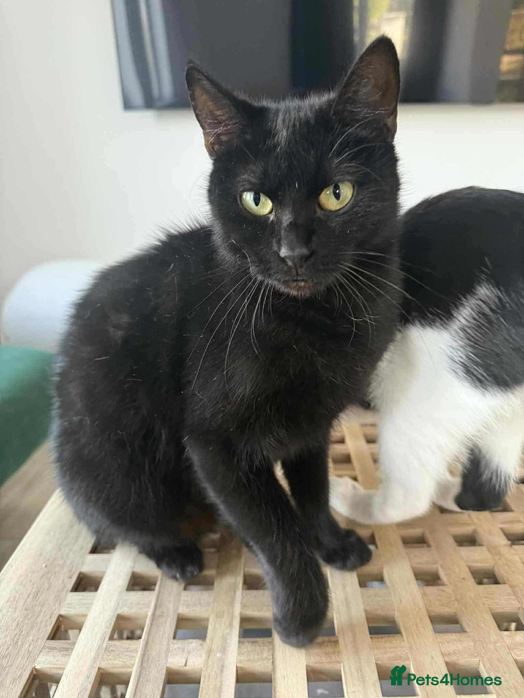 Mixed Breed cats for adoption: Vanessa for adoption - Image 1