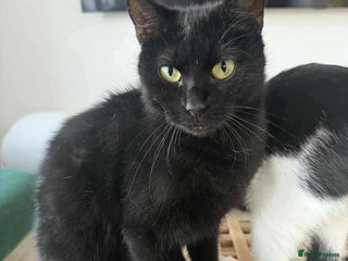 Mixed Breed cats - Advert 17