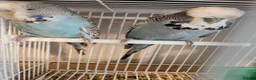Budgerigars birds for sale: Breeding pair of exhibition budgies  - Advert 1
