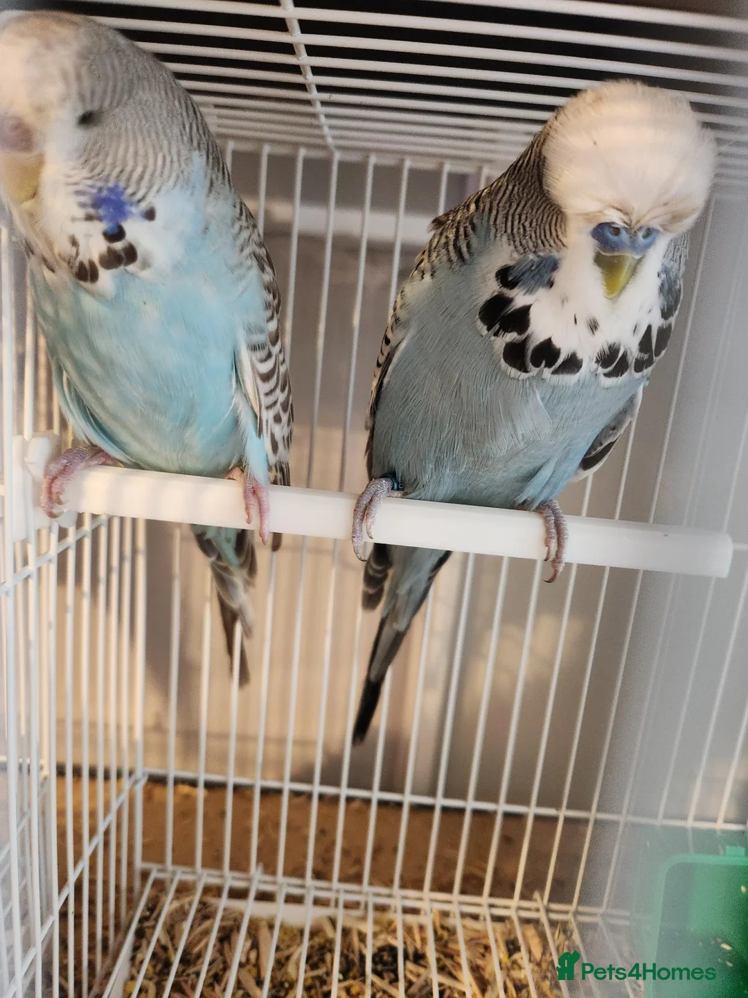Budgerigars birds for sale: Breeding pair of exhibition budgies  - Advert 1