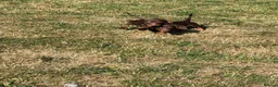 Miniature Dachshund dogs for sale: Miniature dachshund puppies reduced  - Advert 7