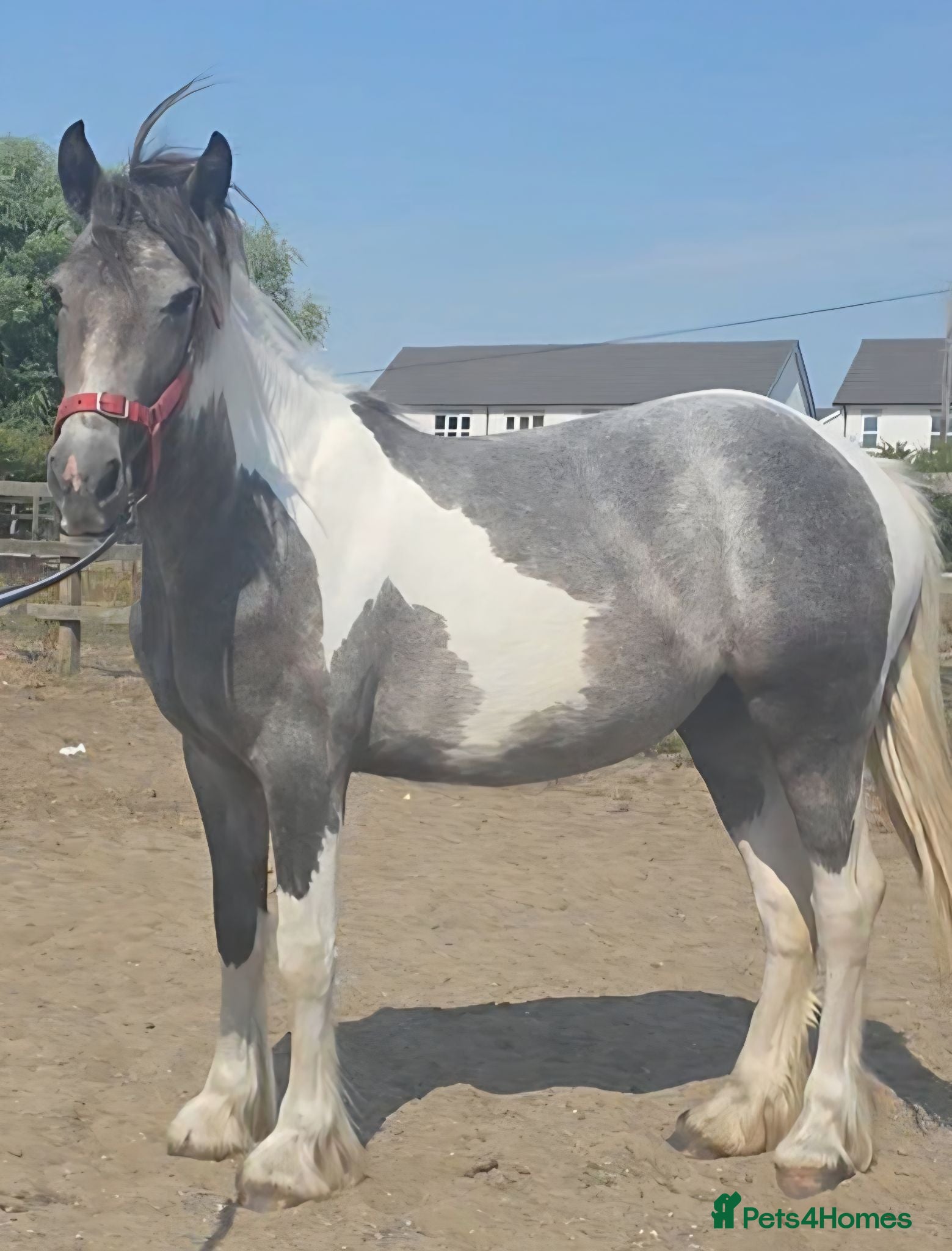 Other Breed horses Stunning blue and white filly  - Advert 1