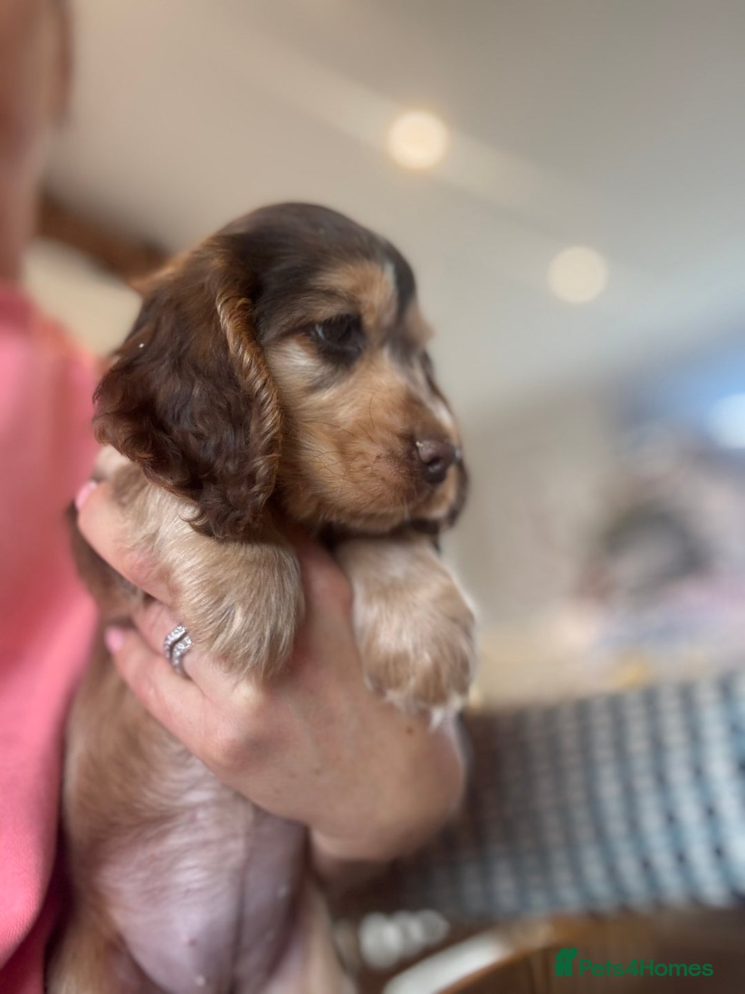 Cocker Spaniel dogs for sale: Gorgeous KC Show cocker spaniels  - Image 2