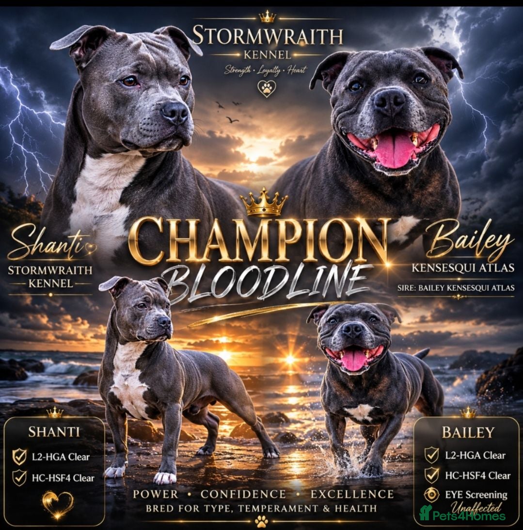 Staffordshire Bull Terrier dogs Champion Bloodline KC Registered - Advert 4