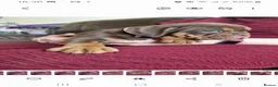 Olde English Bulldogge dogs for sale: Olde English Bulldoge litter of 8 - Advert 24