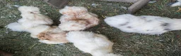 Chickens poultry for sale: USA silkie chicks/ hatching eggs CPQ quails - Advert 27