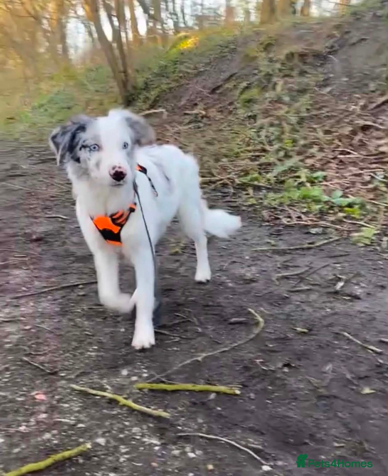 Border Collie dogs 6 blue merle border collies puppys  - Advert 1