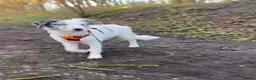 Border Collie dogs for sale: 6 blue merle border collies puppys  - Advert 1