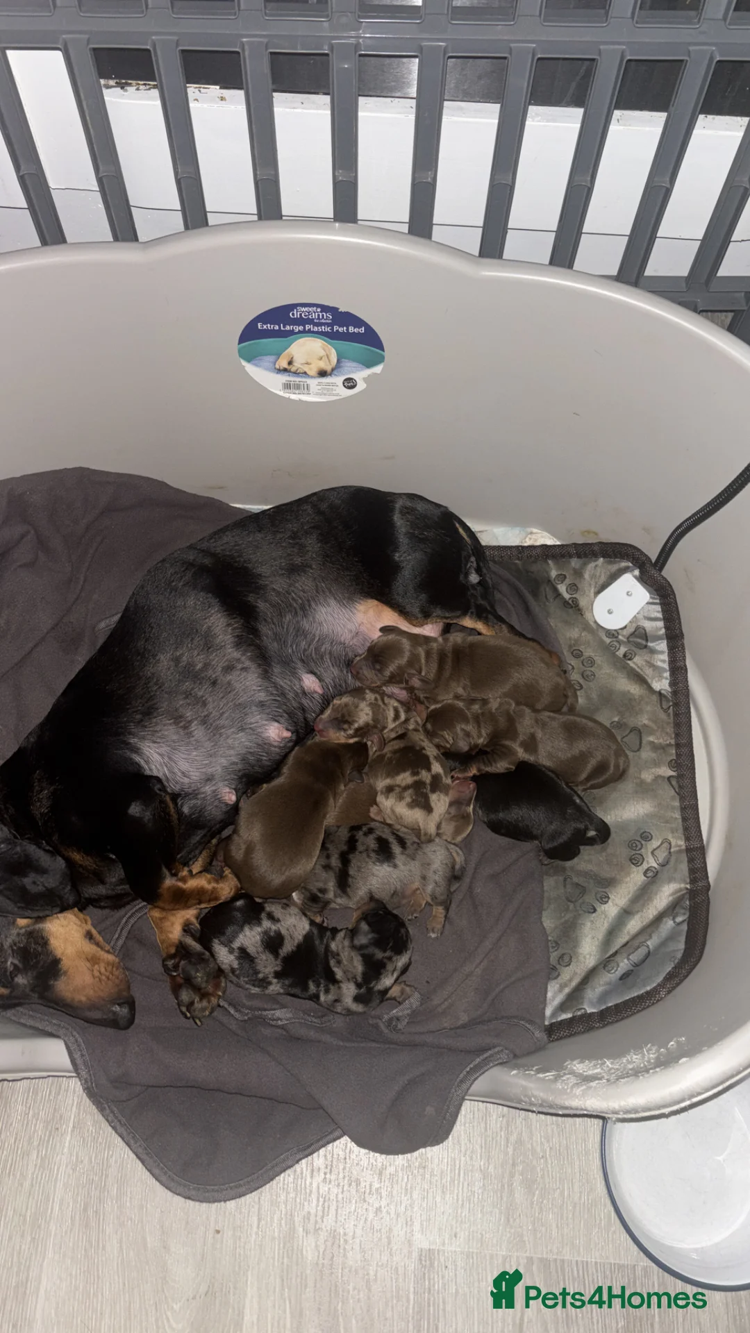 Dachshund dogs for sale: A beautiful litter of eight dachshund puppies - Advert 9
