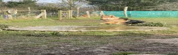 German Shepherd dogs for sale: Male German Shepherd  in High Wycombe - Advert 3