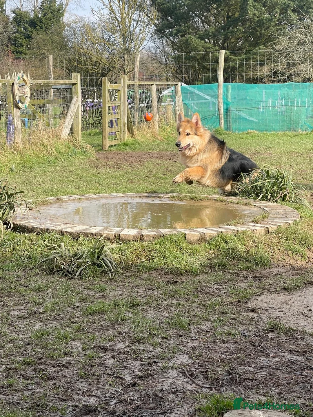 German Shepherd dogs for sale: Male German Shepherd  in High Wycombe - Advert 3