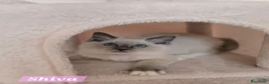 Shiva