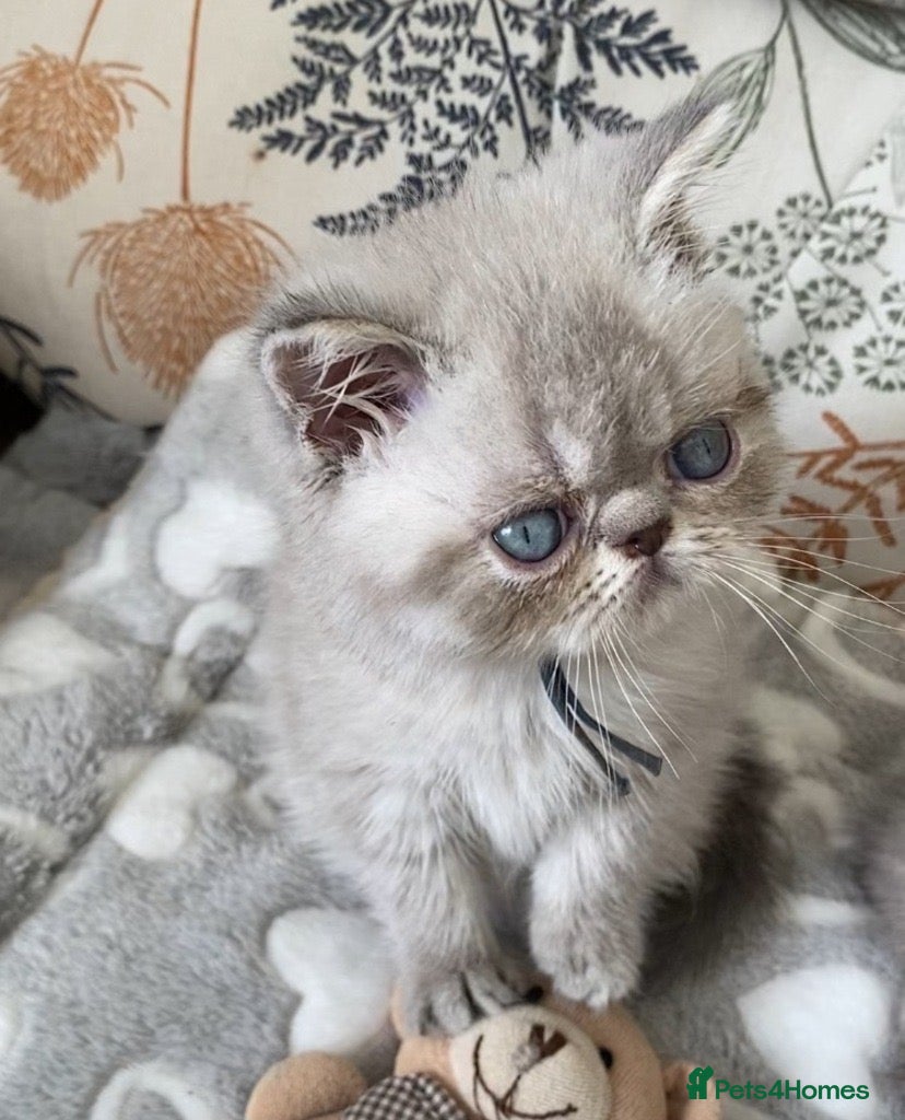 Exotic cats GCCF Registered Colour Point Kittens £950 - Advert 8