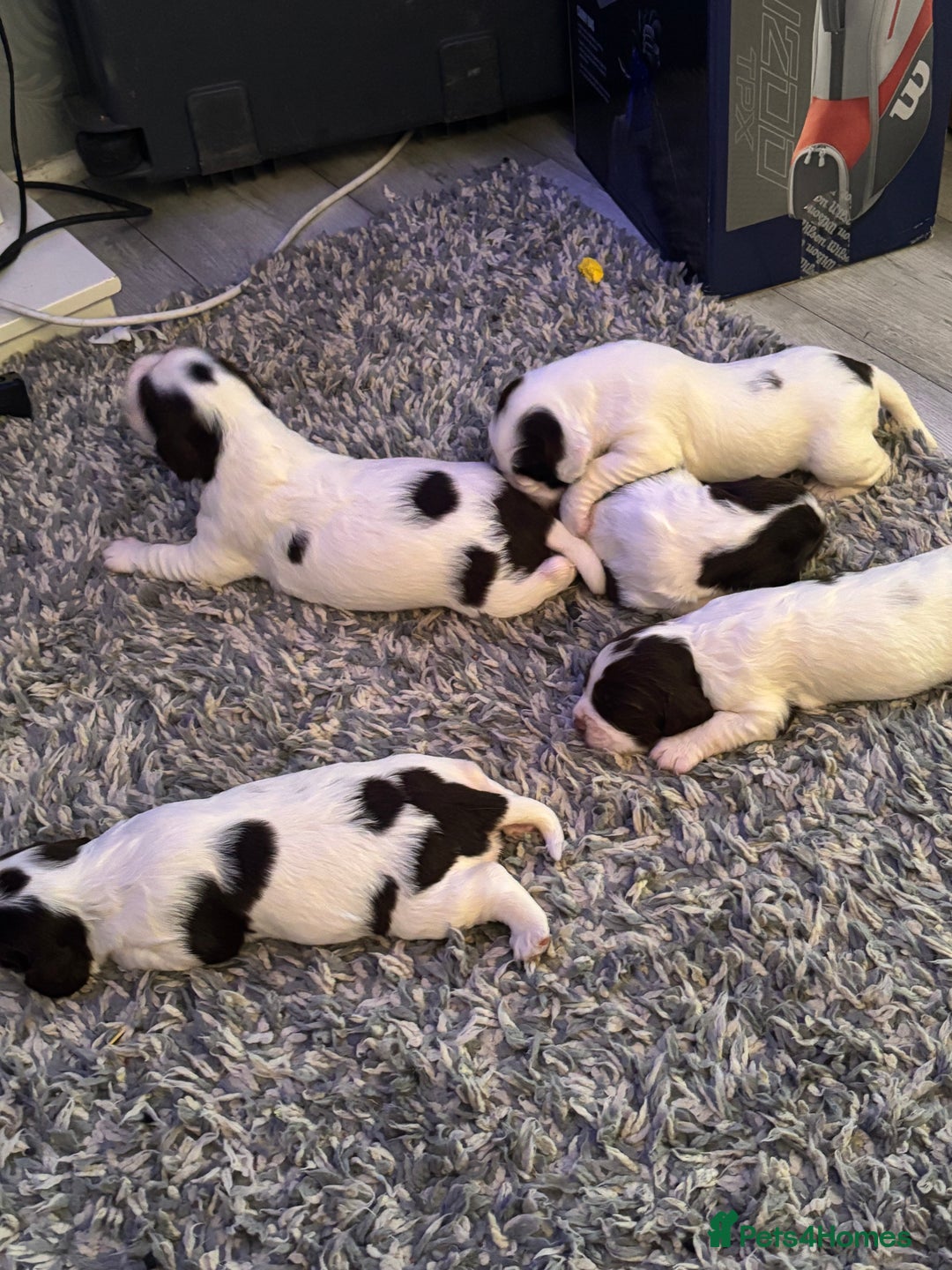 English Springer Spaniel dogs for sale: Beautiful English Springer Spaniel Puppies  - Image 5