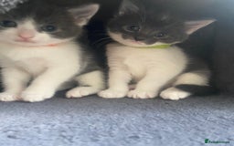 Russian Blue cats for sale: Kittens for sale  - Image 5