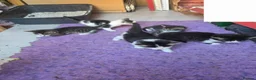 Mixed Breed cats for sale: 5 kittens and adult cat sale. Adult cat £50  in Ipswich - Advert 26