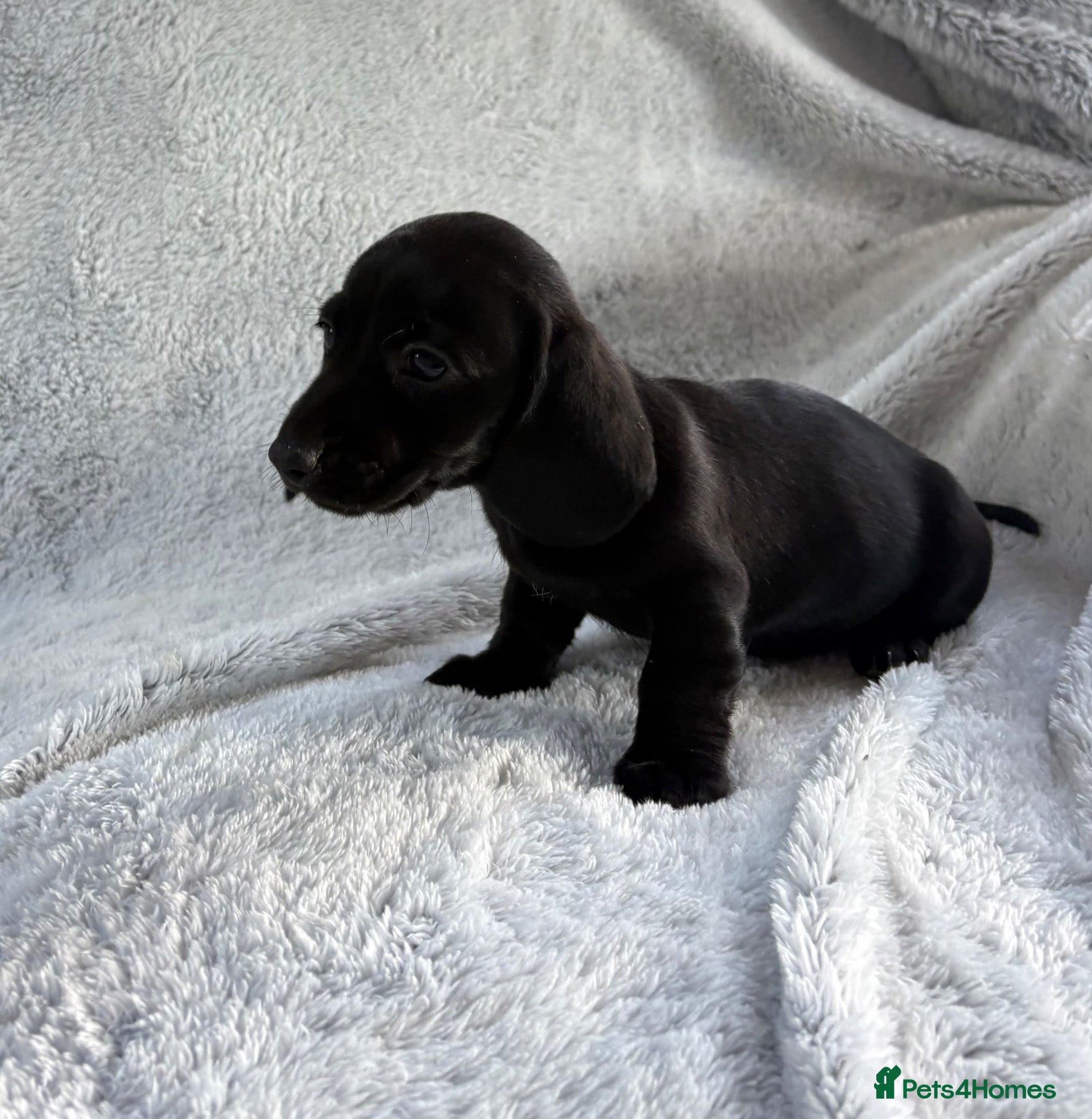 Miniature Dachshund dogs Miniature dachshund  - Advert 18
