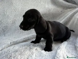 Miniature Dachshund dogs Miniature dachshund - Advert 1