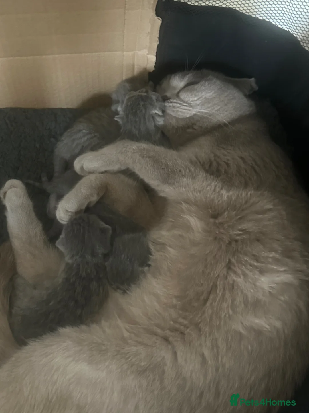 British Shorthair cats for sale: 4 beautiful bsh chunky kittens for sale  in Waltham Cross - Advert 14
