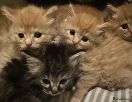 Maine Coon cats We have 5 beautiful friendly Maine coon kittens! - Advert 12