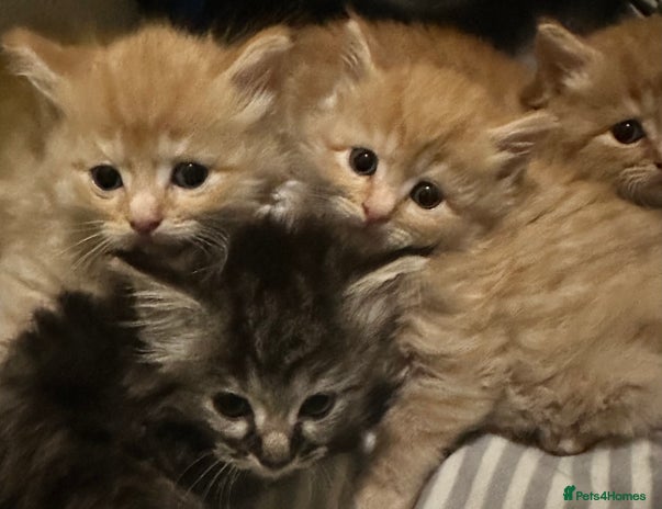 Maine Coon cats 5 playful happy Maine coon kittens 💕 - Advert 5