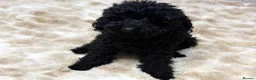 Maltipoo dogs for sale: Maltipoo’s rare colour parents tested Clear PRA - Advert 11