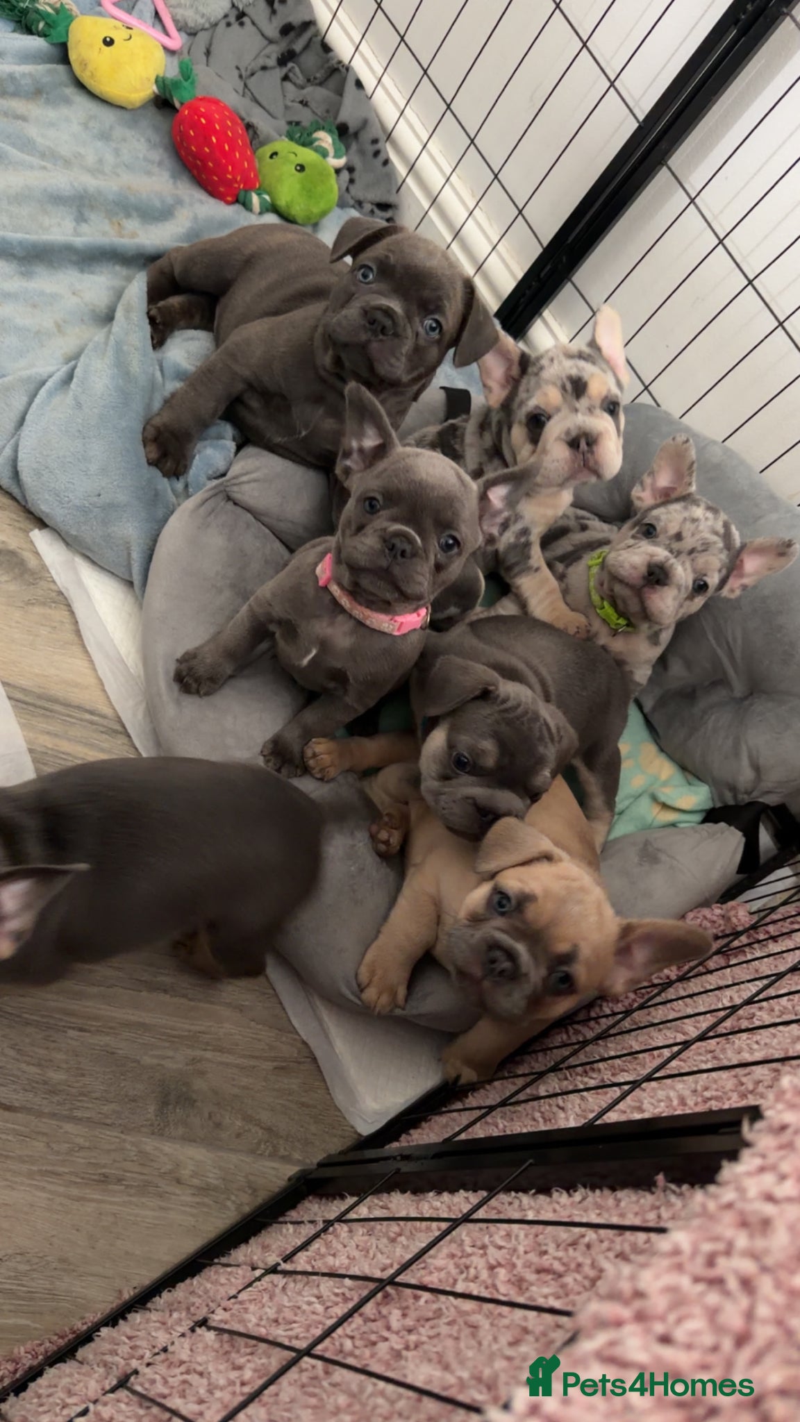 French Bulldog dogs Frenchie puppies  - Advert 1
