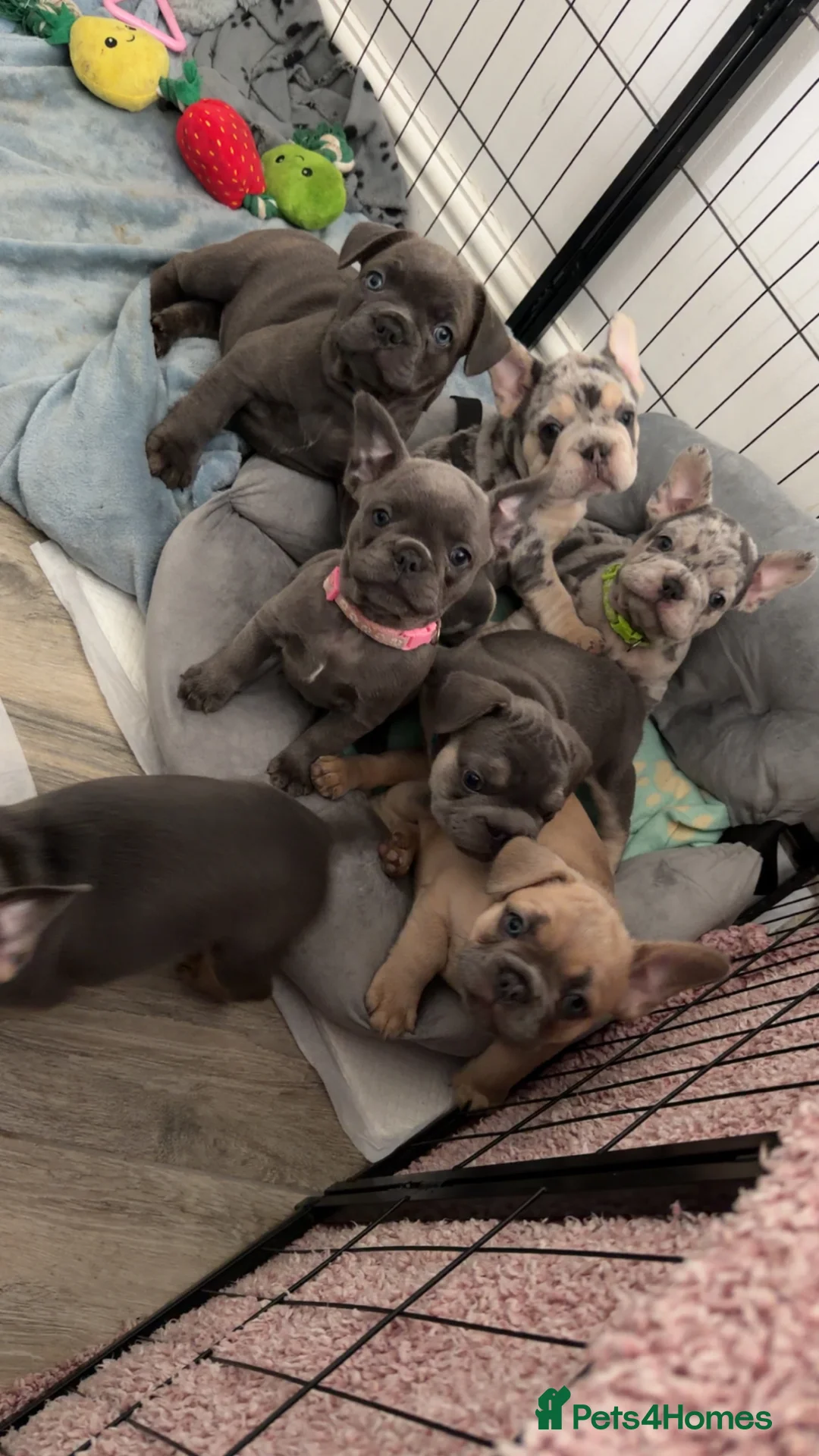 French Bulldog dogs for sale: Frenchie puppies  in Sheffield - Advert 1