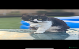 Maine Coon cats for sale: 2 female, 1 male ready for their forever home - Image 15