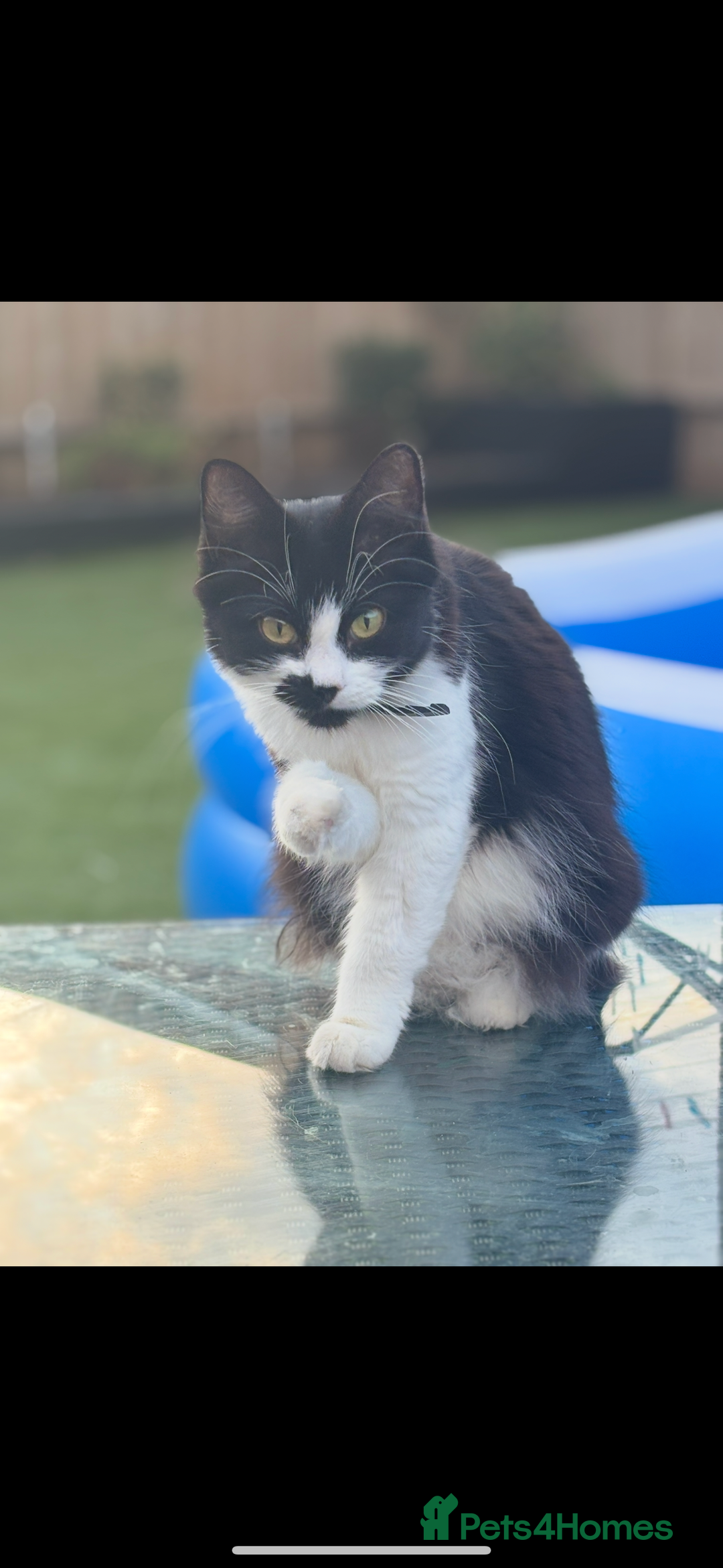 Maine Coon cats for sale: 2 female, 1 male ready for their forever home - Image 15