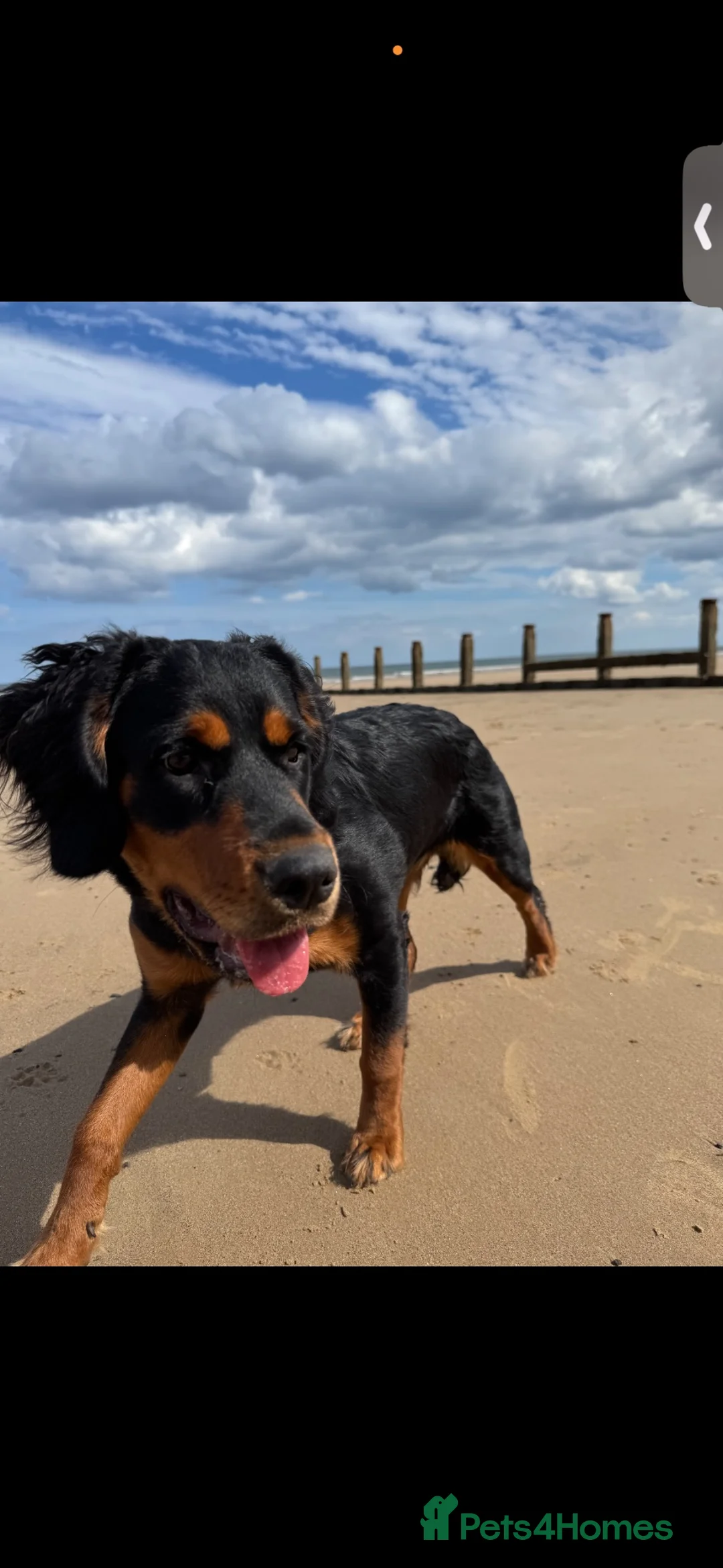 Mixed Breed dogs for sale: beautiful girl for rehome - Advert 1