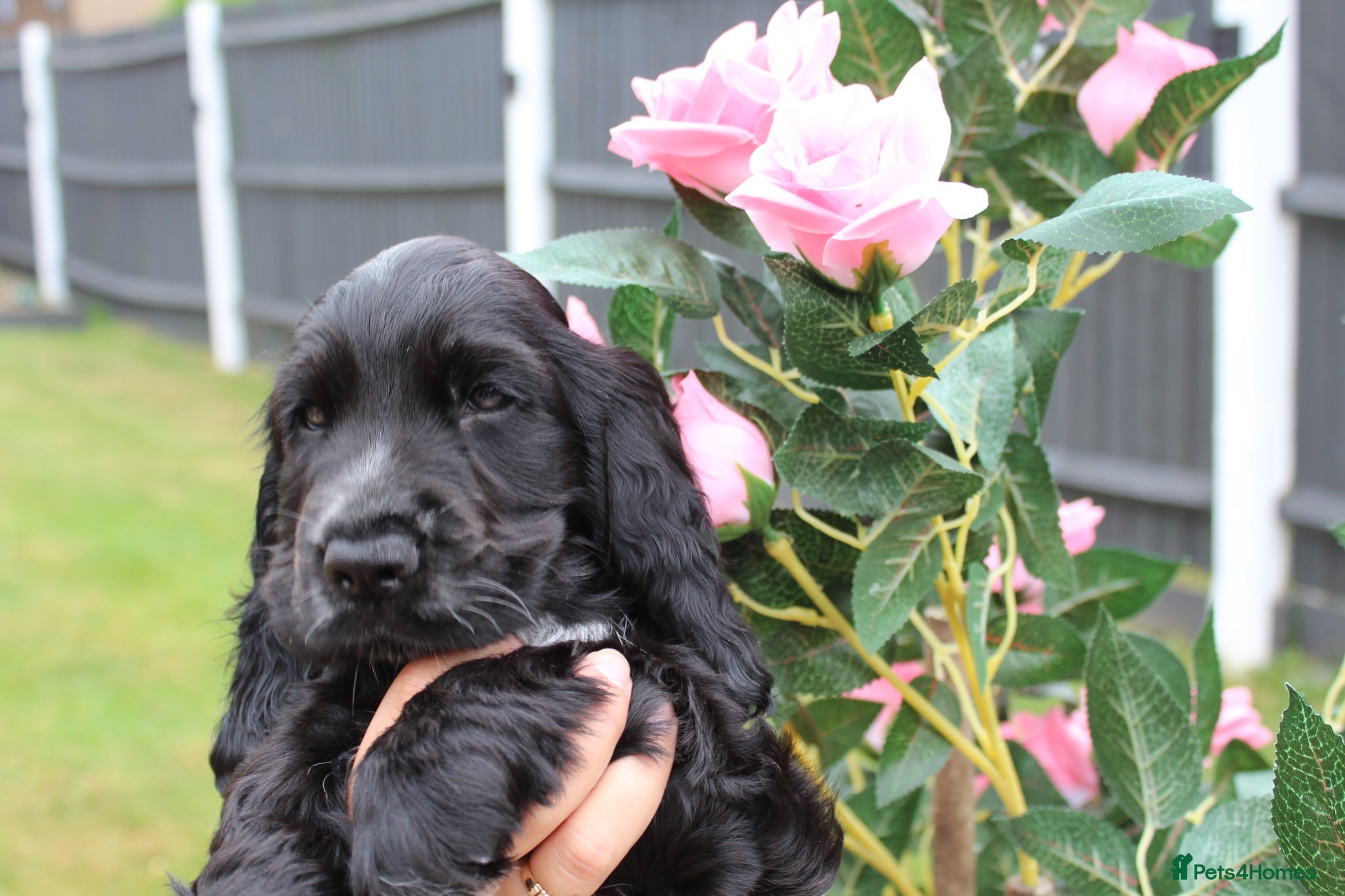 Cocker Spaniel dogs Stunning show cocker spaniels - Advert 2