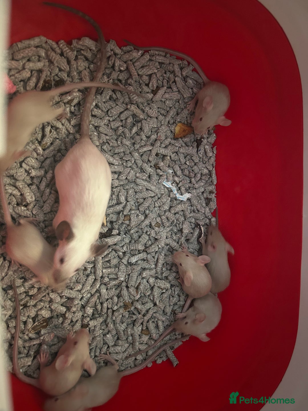 Mouse rodents for sale: Siamese baby mice  - Image 8