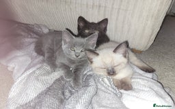 Mixed Breed cats for sale: Mix breed .. - Image 2