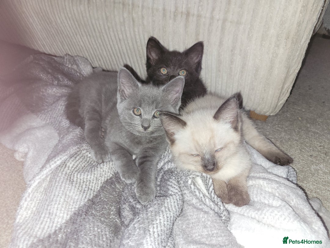 Mixed Breed cats for sale: Mix breed .. - Image 2