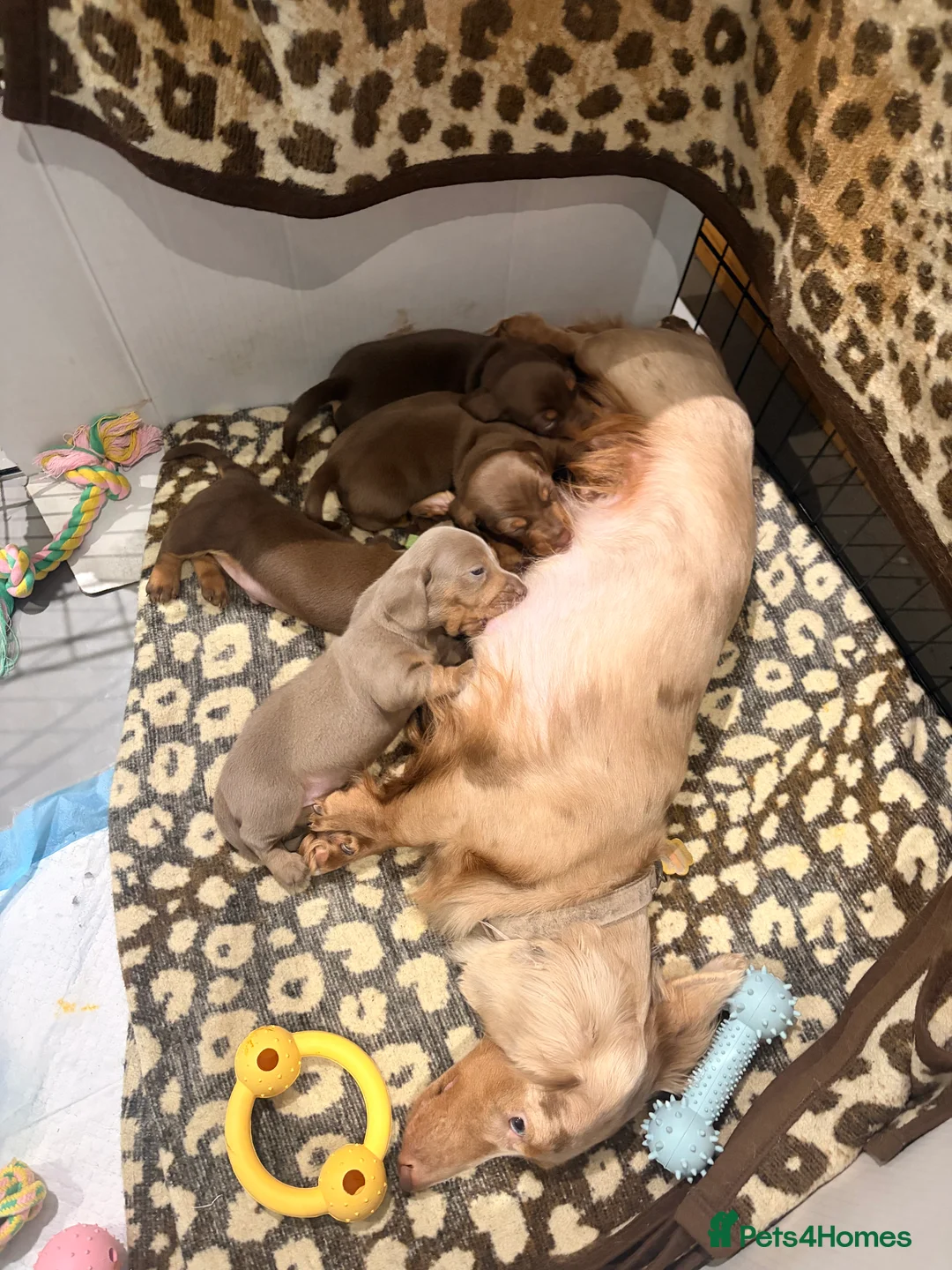 Dachshund dogs for sale: Standard/miniature dachshund puppies in Ware - Advert 1