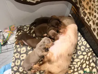 Dachshund dogs Standard/miniature dachshund puppies in Ware - Advert 3